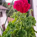 Rustico Leonardo - La Dolce Italiana * Sant'Omobono Imagna
